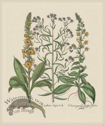 Besler 266 Colored  B2